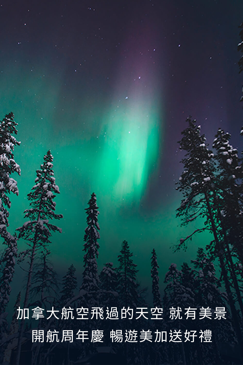優良台灣產白肉雞宣傳推廣